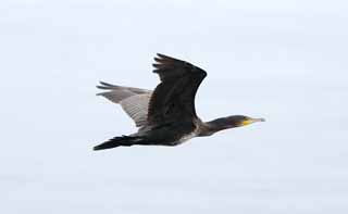 fotografia, materiale, libero il panorama, dipinga, fotografia di scorta,Un cormorano, , cormorano, , uccello selvatico