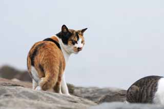 Foto, materiell, befreit, Landschaft, Bild, hat Foto auf Lager,Eine Belohnungsschildpattkatze, Katze, , , 