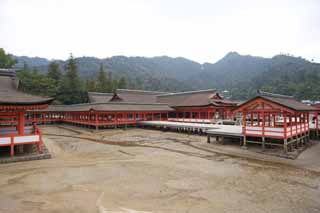 Foto, materiell, befreit, Landschaft, Bild, hat Foto auf Lager,Ein Hauptschrein von Itsukushima-jinja Shrine, Das kulturelle Erbe von Welt, Hauptschrein, Schintoistischer Schrein, Ich bin Zinnober rot