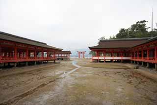 fotografia, material, livra, ajardine, imagine, proveja fotografia,Um santurio principal de Santurio de Itsukushima-jinja, A herana cultural de mundo, santurio principal, Santurio de Xintosmo, Eu sou vermelho de cinbrio