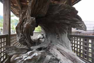 Foto, materiell, befreit, Landschaft, Bild, hat Foto auf Lager,Ein heiliger Baum, Das kulturelle Erbe von Welt, Furuki, Baum, Ich bin heilig