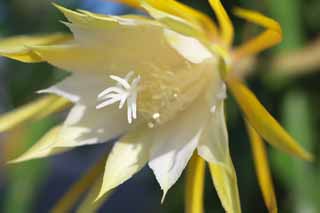 fotografia, materiale, libero il panorama, dipinga, fotografia di scorta,Un cactus, , Giallo, petalo, 