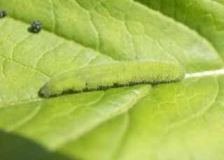 Foto, materieel, vrij, landschap, schilderstuk, bevoorraden foto,Cabbageworm, Ik ben blauwer en, Cabbageworm, Groene rups, Larve