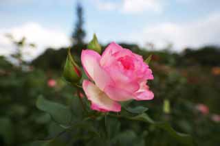 photo,material,free,landscape,picture,stock photo,Creative Commons,Shyness of a rose, rose, rose, rose, Pink