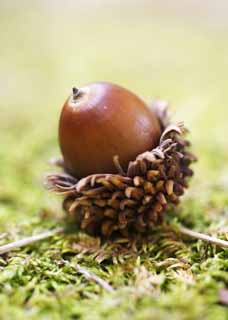 photo,material,free,landscape,picture,stock photo,Creative Commons,A fruit of an oak, , An acorn, An acorn, An oak