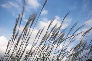 photo,material,free,landscape,picture,stock photo,Creative Commons,A Japanese pampas grass and a blue sky, Japanese pampas grass, Japanese pampas grass, , 