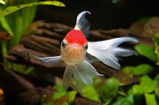 photo,material,free,landscape,picture,stock photo,Creative Commons,Medium of a white crane with a red crest, fin, goldfish, An admiration fish, Red and white