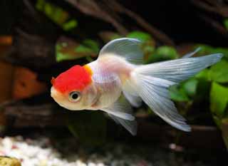 photo,material,free,landscape,picture,stock photo,Creative Commons,Medium of a white crane with a red crest, fin, goldfish, An admiration fish, Red and white