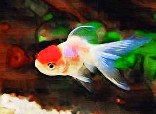illustration,material,free,landscape,picture,painting,color pencil,crayon,drawing,Medium of a white crane with a red crest, fin, goldfish, An admiration fish, Red and white