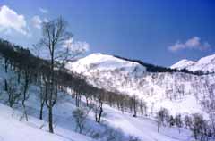 foto,tela,gratis,paisaje,fotografa,idea,Copa de un rbol en una pista nevada., Nieve, Montaa, rbol, 