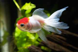 photo,material,free,landscape,picture,stock photo,Creative Commons,Medium of a white crane with a red crest, fin, goldfish, An admiration fish, Red and white