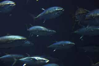 photo,material,free,landscape,picture,stock photo,Creative Commons,A school of tunas, Swimming, tuna, Tuna, 