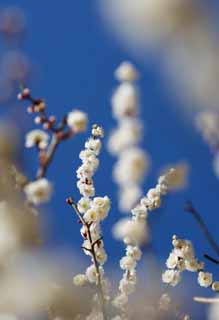 Foto, materiell, befreit, Landschaft, Bild, hat Foto auf Lager,Ein Tanz weier Pflaume blht, Blume einer Pflaume, weie Blume, Zweig, blauer Himmel