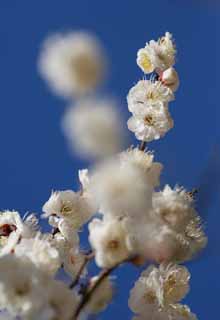 Foto, materiell, befreit, Landschaft, Bild, hat Foto auf Lager,Ein Tanz weier Pflaume blht, Blume einer Pflaume, weie Blume, Zweig, blauer Himmel