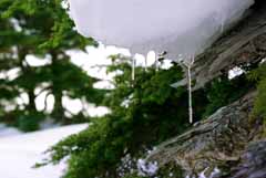 fotografia, materiale, libero il panorama, dipinga, fotografia di scorta,Cominciando dello sgelo, neve, ghiaccio, albero, 