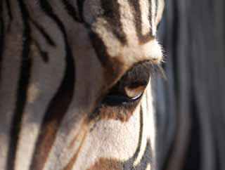 Foto, materieel, vrij, landschap, schilderstuk, bevoorraden foto,Groot Oog, Een eiland paard, Zebra, , Ogen