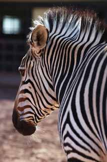 Foto, materieel, vrij, landschap, schilderstuk, bevoorraden foto,Een zebra, Een eiland paard, Zebra, , De manen