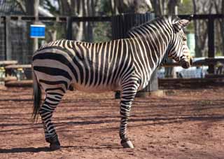 photo,material,free,landscape,picture,stock photo,Creative Commons,A zebra, An island horse, zebra, zebra, tail