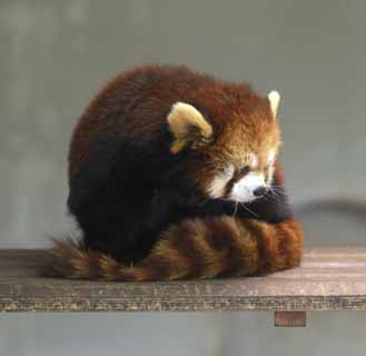 Foto, materiell, befreit, Landschaft, Bild, hat Foto auf Lager,Kleinerer Panda, Panda, Ich bin schn, populre Person, Schwanz