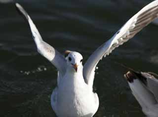 photo,material,free,landscape,picture,stock photo,Creative Commons,At the time of flap, wing, wing, gull, feather