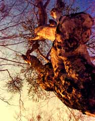 fotografia, materiale, libero il panorama, dipinga, fotografia di scorta,Vischio nel tramonto, sole che mette, ramo, albero, 