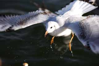 photo,material,free,landscape,picture,stock photo,Creative Commons,Taking off from water, wing, wing, gull, feather