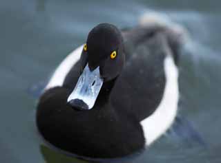 photo,material,free,landscape,picture,stock photo,Creative Commons,A tufted duck, , duck, duck, tufted duck