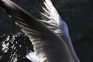 photo, la matire, libre, amnage, dcrivez, photo de la rserve,Un moment d'un battement, aile, , mouette, plume