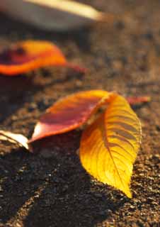 Foto, materieel, vrij, landschap, schilderstuk, bevoorraden foto,Schittering van herfstachtig landschap, Dode verloven, Rood, Herfstachtig landschap, Ht gemaald