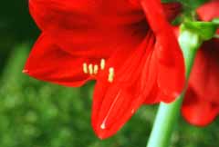 Foto, materiell, befreit, Landschaft, Bild, hat Foto auf Lager,Das purpurrot Locken, Amaryllis, rot, , 