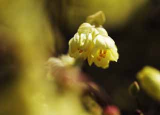 Foto, materieel, vrij, landschap, schilderstuk, bevoorraden foto,Corylopsis panciflora, , Corylopsis panciflora, Geel, In het voorjaar