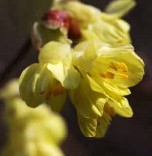 Foto, materieel, vrij, landschap, schilderstuk, bevoorraden foto,Corylopsis panciflora, , Corylopsis panciflora, Geel, In het voorjaar