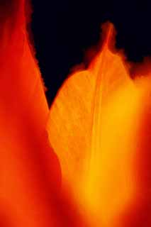 illust, materiell, befreit, Landschaft, Bild, Gemlde, Farbbleistift, Wachsmalstift, Zeichnung,,Es ist in Frhling Flamme, , Tulpe, Bltenblatt, In Frhling