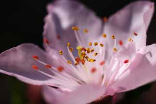 photo,material,free,landscape,picture,stock photo,Creative Commons,Pink deep breathing, peach, peach, peach, flower