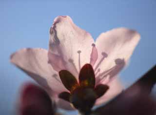 Foto, materieel, vrij, landschap, schilderstuk, bevoorraden foto,Rose diep aanademing, Perzik, , , Bloem