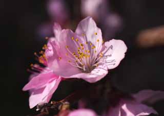 photo,material,free,landscape,picture,stock photo,Creative Commons,Peach blossom, peach, peach, peach, flower