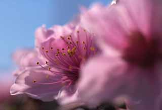 photo,material,free,landscape,picture,stock photo,Creative Commons,Peach blossom, peach, , , flower