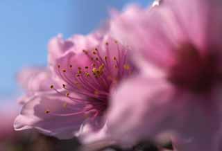 Foto, materiell, befreit, Landschaft, Bild, hat Foto auf Lager,Pfirsichblte, Pfirsich, , , Blume