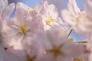 photo,material,free,landscape,picture,stock photo,Creative Commons,Cerise overflows and, cherry tree, cherry tree, cherry tree, Yoshino cherry tree