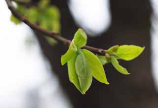 fotografia, materiale, libero il panorama, dipinga, fotografia di scorta,Primavera del verde fresco, germoglio, lama, Green, 