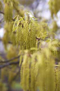 photo,material,free,landscape,picture,stock photo,Creative Commons,A flower of an oak, , An oak, An acorn, 