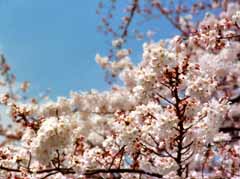 photo, la matire, libre, amnage, dcrivez, photo de la rserve,Lumire du soleil du printemps et fleurs de la cerise, fleur de la cerise, rose, , 