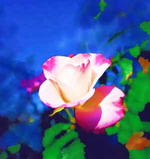 illust, matire, libre, paysage, image, le tableau, crayon de la couleur, colorie, en tirant,Rouge et une rose blanche, ciel bleu, ptale, rose, 