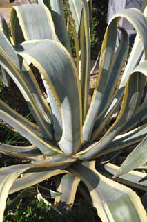 photo,material,free,landscape,picture,stock photo,Creative Commons,An agave, , cactus, Mescal, houseplant