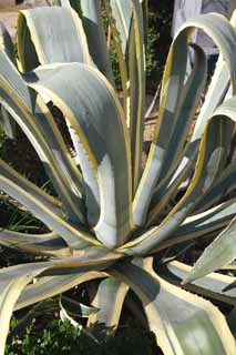 , , , , ,  .,agave, , , Mescal, houseplant