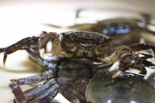 photo,material,free,landscape,picture,stock photo,Creative Commons,crabs in a pan, crab, crab, crab, Scissors