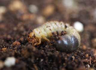 photo,material,free,landscape,picture,stock photo,Creative Commons,The larva of the beetle, beetle, beetle, green caterpillar, Among soil