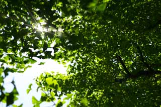 photo,material,free,landscape,picture,stock photo,Creative Commons,The young leave of the ginkgo, ginkgo, ginkgo, young leave, young leave