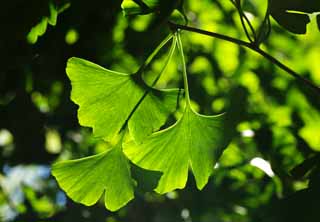 fotografia, material, livra, ajardine, imagine, proveja fotografia,A licena jovem do ginkgo, ginkgo, , licena jovem, 