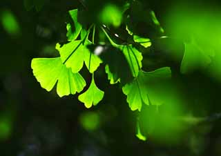 Foto, materieel, vrij, landschap, schilderstuk, bevoorraden foto,De nakomeling vrijaf van de ginkgo, Ginkgo, , Nakomeling vrijaf, 